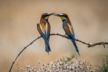 Merops apiaster