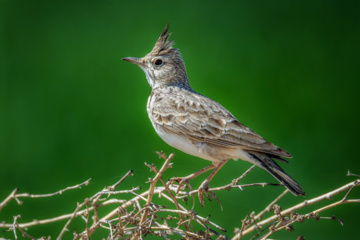 Crested lark