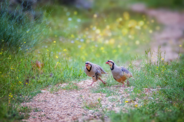 Birdwatching in Iran