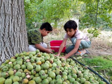 برداشت گردو از باغات دهبکری