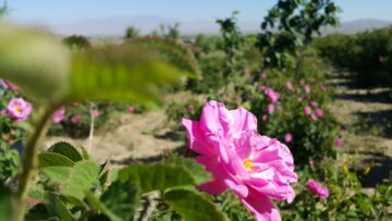 برداشت گل محمدی از مزارع «خوش آباد» ملایر