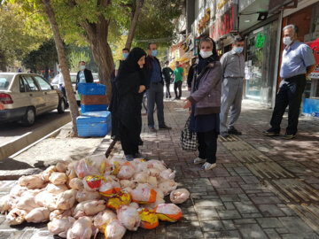 معدوم سازی مرغ فاسد در همدان