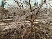  ۲۰ هزار هکتار از محصولات کشاورزی گلستان دچار سرمازدگی شد