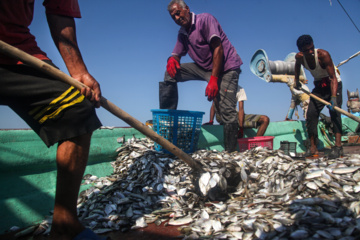 Pesca de camarones y peces en el Golfo Pérsico