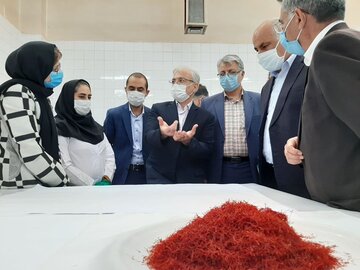 بازدید معاون وزیر جهاد کشاورزی از مزرعه ۱۰۰ هکتاری زعفران در شاهرود