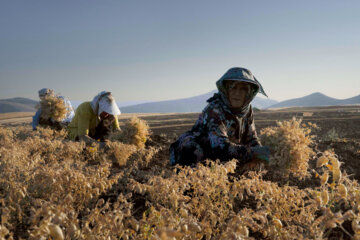 برداشت نخود در شهرستان دلفان