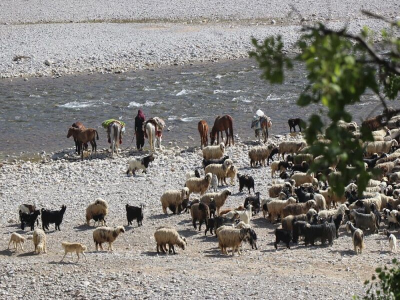 کوچ بهاره عشایر اندیکا به مناطق ییلاقی آغاز شد