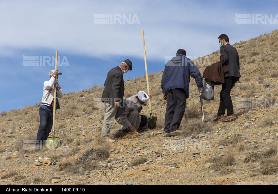 پویش مردمی بذرکاری برای احیای جنگل های زاگرس در شهرکرد