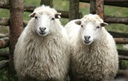 بررسی تغییرات ژنومیکی و ساختار جمعیتی گوسفندان ایران