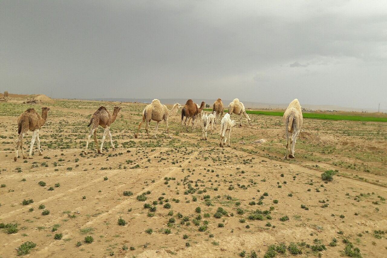 بارش باران در نقاط کویری آران‌وبیدگل