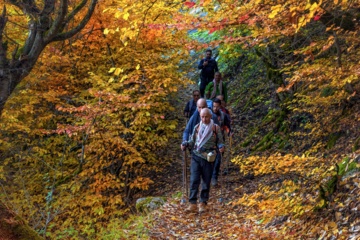 L'automne dans les forêts hyrcaniennes expose la magie de la nature dans chaque feuille. Le paysage intact et pittoresque de ces forêts en automne montre l'importance historique et la diversité végétale de ce trésor naturel iranien. 