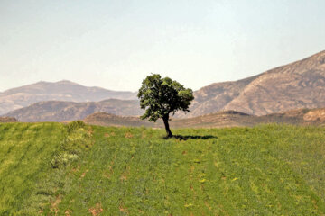 طبیعت زیبای بهاری بدرانلو