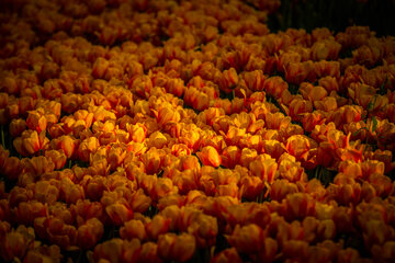 Fiesta de tulipanes en el Jardín Iraní