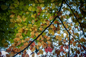 فصل هزار رنگ پاییز