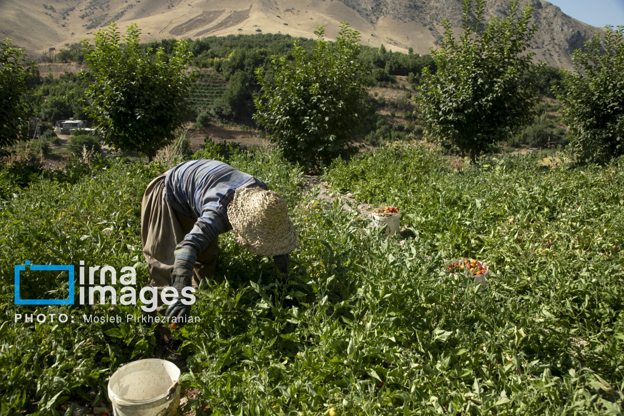 دپوی غیر اصولی زباله در سنندج