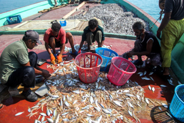 Pesca de camarones y peces en el Golfo Pérsico