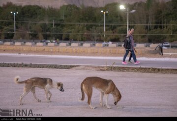 ۷۴ ضربه شلاق برای سگ کشی در گیلان