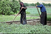 بیش از ۲۸۰ هزار نفر عضو تشکل‌های تعاونی روستایی کرمانشاه هستند