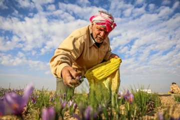 برداشت زعفران از مزارع خراسان شمالی