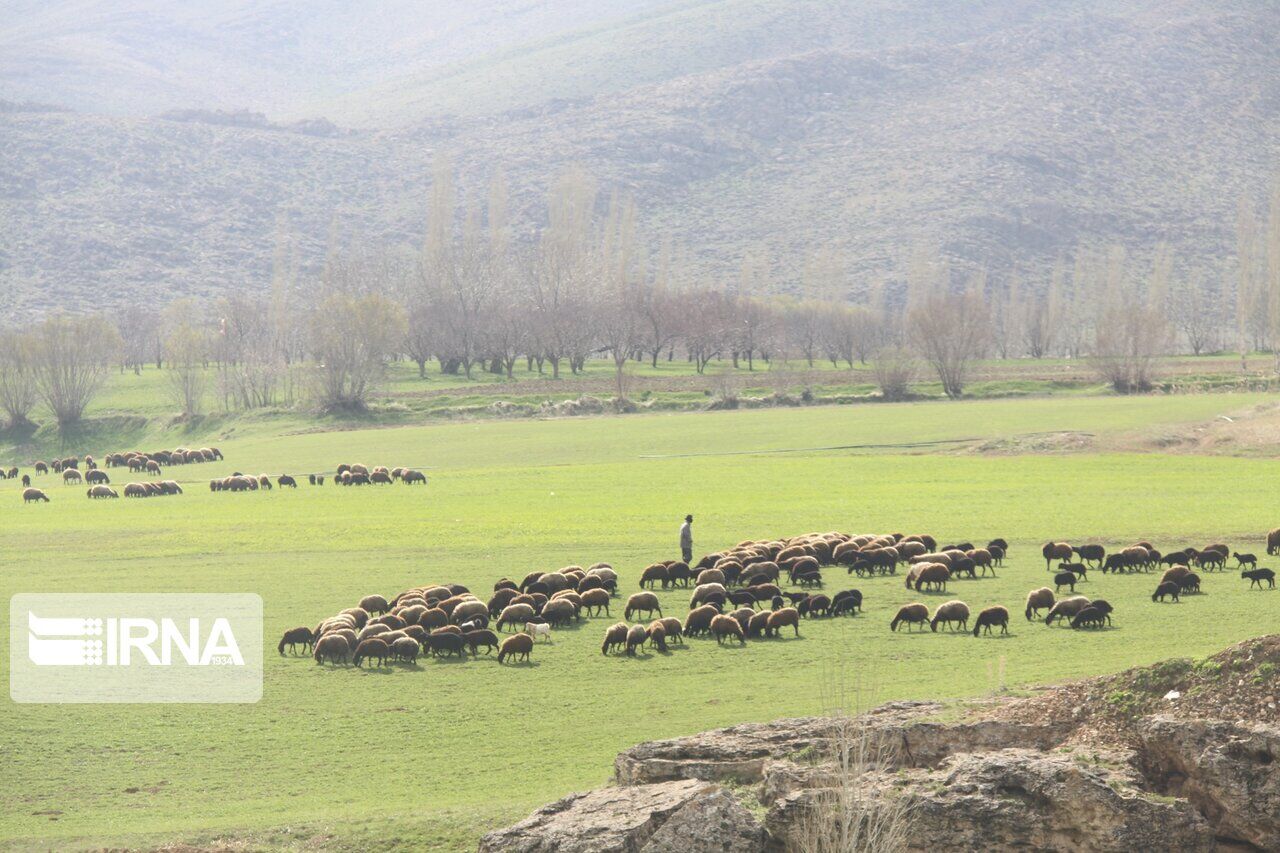 قاچاق دام؛ نتیجه نامیمون مرز در آذربایجان‌غربی