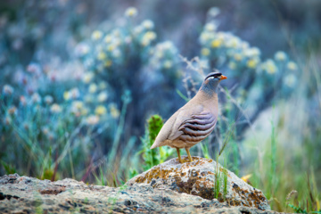 Birdwatching in Iran