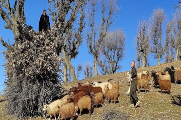 گله بز مرخز در آرمرده بانه