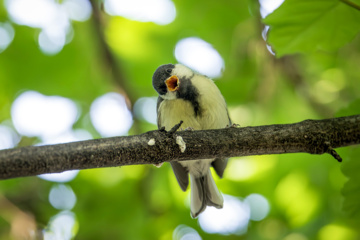 World Migratory Bird Day