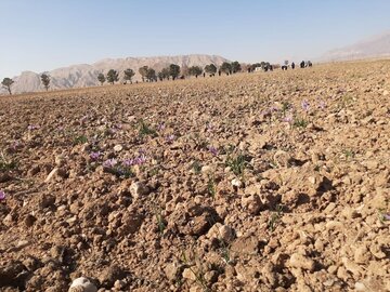 بازدید معاون وزیر جهاد کشاورزی از مزرعه 100 هکتاری زعفران در شاهرود