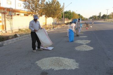 برداشت تخم کدو آجیلی در باروق