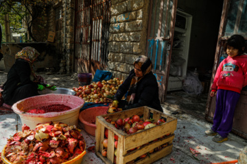 برداشت انار در «هورامان»