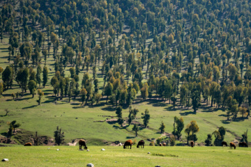 Iran: plaine de Markouh dans la province du Golestan au nord