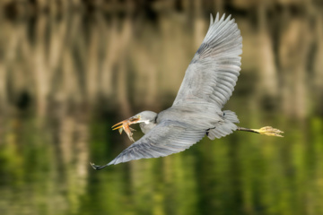 Birdwatching in Iran