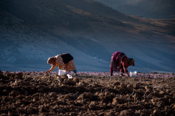 Cosecha de azafrán en el norte de Irán