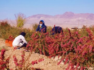 برداشت زرشک در خراسان جنوبی