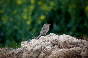 خوزستان کےعلاقے چمیم کی وائلڈ لائف - لیکو (Iraq babbler)