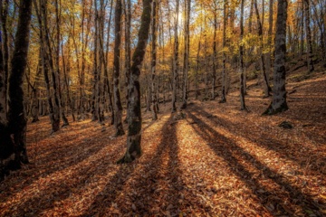 L'automne dans les forêts hyrcaniennes expose la magie de la nature dans chaque feuille. Le paysage intact et pittoresque de ces forêts en automne montre l'importance historique et la diversité végétale de ce trésor naturel iranien. 