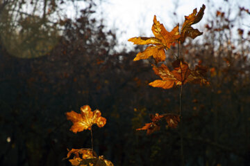 Autumn leaves in Pahlavanpur Garden