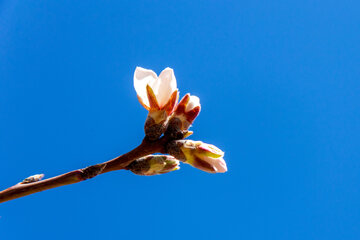 Trees blossom in Iran 