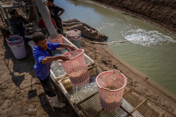 Cosecha de camarones en Chavibdeh 