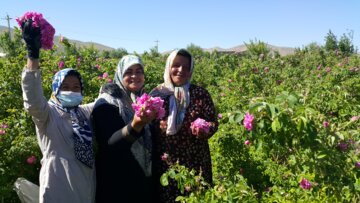 برداشت گل محمدی از مزارع «خوش آباد» ملایر