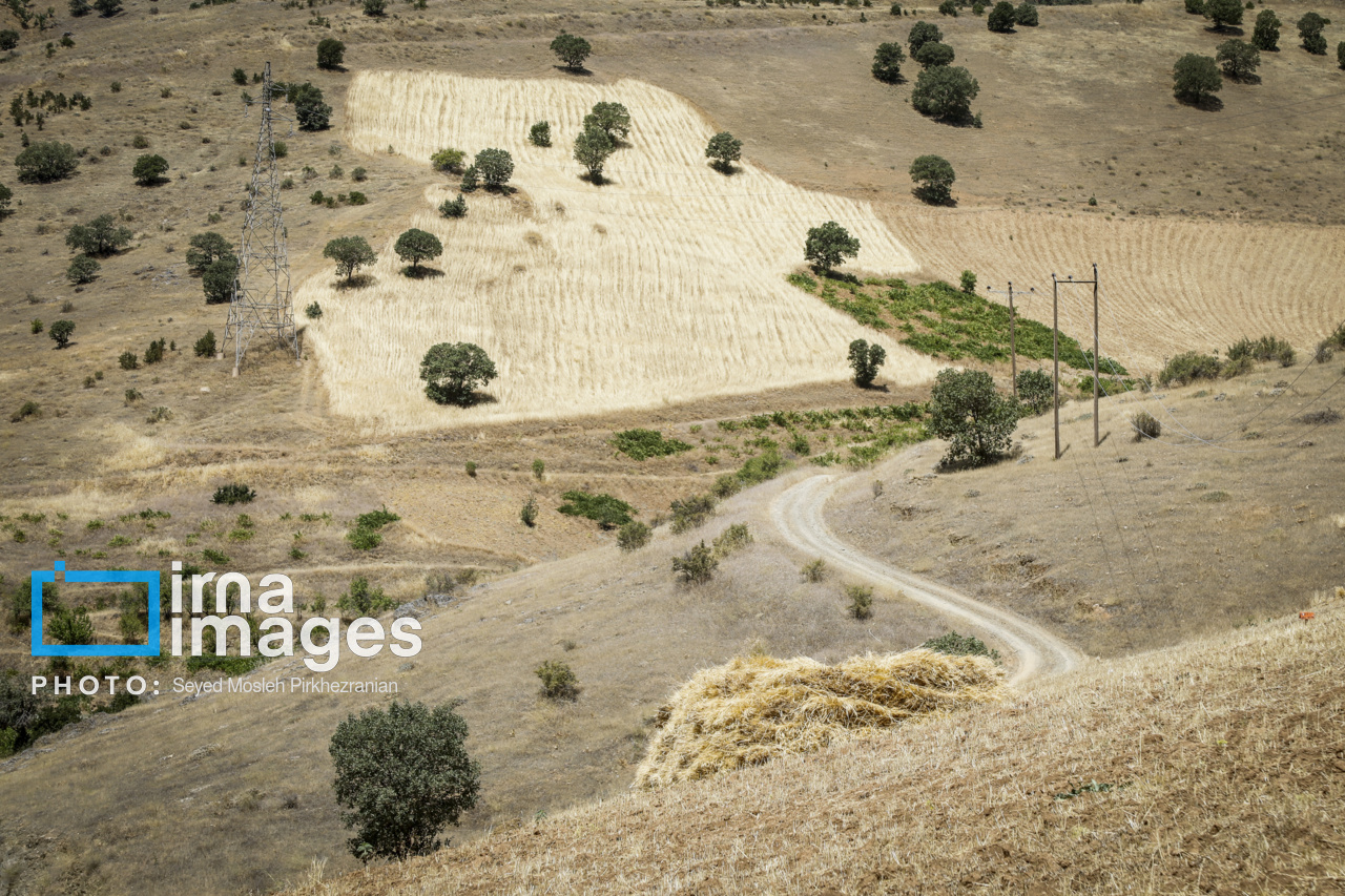 برداشت سنتی گندم از مزارع کردستان