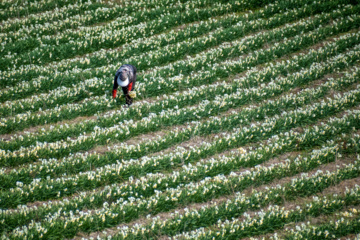 Iran : récolte des narcisses dans la province du Golestan 