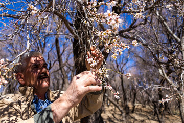 Trees blossom in Iran 