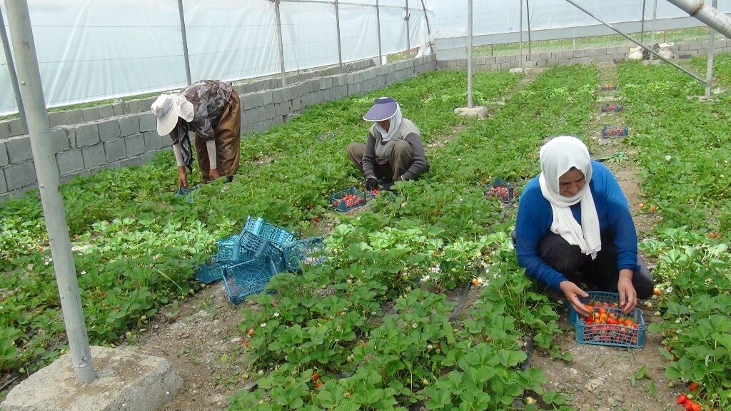 گلخانه تولید توت فرنگی در روستای دورود سروآباد 18