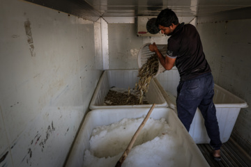 Cosecha de camarones en Chavibdeh 