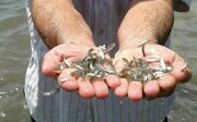 رها سازی بیش از ۵۹ میلیون بچه ماهی سفید در بندرکیاشهر