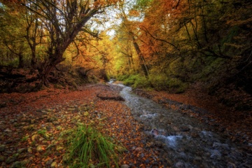 L'automne dans les forêts hyrcaniennes expose la magie de la nature dans chaque feuille. Le paysage intact et pittoresque de ces forêts en automne montre l'importance historique et la diversité végétale de ce trésor naturel iranien. 