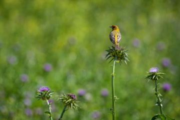 World Migratory Bird Day