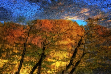 L'automne dans les forêts hyrcaniennes expose la magie de la nature dans chaque feuille. Le paysage intact et pittoresque de ces forêts en automne montre l'importance historique et la diversité végétale de ce trésor naturel iranien. 