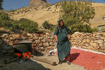 برداشت انار از باغات روستای بلبر در منطقه هورامان